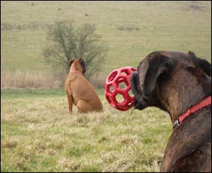 Ruby and Bella, two boxer dogs sitting in a field in Cosmeston country park, Penarth (Ian Tribble, Dinas Powys)