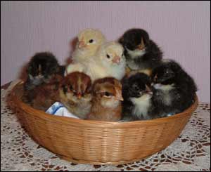 Jonathan Morgan, Neath, sent in this picture of his chickens