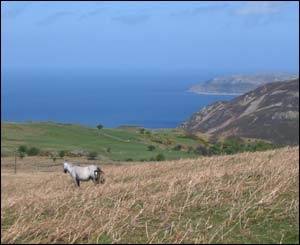 Mother and foal above Penmaenmawr with Llandudno in the background (Tim Jones, Sandhurst)