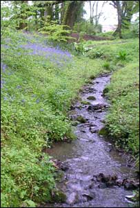A wet Aberglasney, as sent in by Anthony Phillips