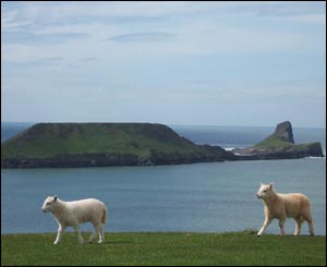 A pair of new born lambs in front of Worms Head on the Gower peninsula (David Griffith, from Newport)
