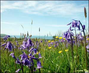 Bluebells and buttercups in the hills above Newport, Pembrokeshire (Andrew Crawley, Daventry)
