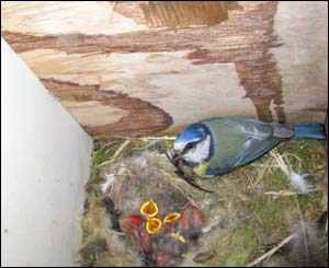 Jon Young took this picture of blue tits nesting in a box in his garden in Pontypridd