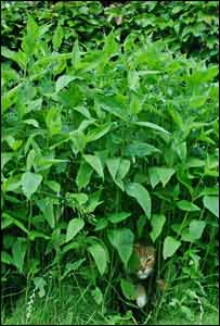 Can you spot the cat in this garden in Llantwit Major? (Gareth Thomas)