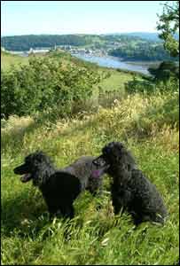 Poodles Ella and Lucy on the Vardre in Deganwy overlooking Conwy Castle (Marcus Evans)