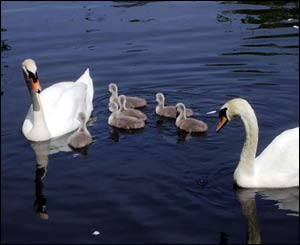 Swans in the grounds of Craig-y-nos castle, by Terry Pearson from Ystalyfera