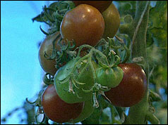 GM tomato plant