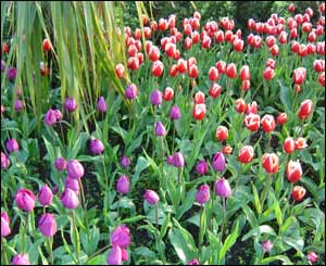 Janakiraman Jayaraman sent in this picture of the flowers at Cardiff's City Hall