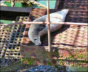 Dennis Egan sent in this shot of a seal sunbathing on Bangor Pier