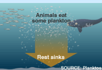 Plankton sinking to the bottom of the ocean