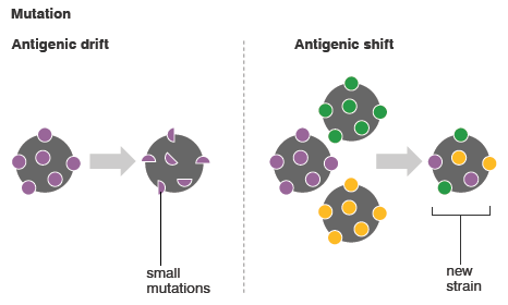 Flu virus mutation