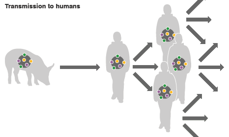 Virus transmission to humans