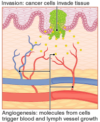Angiogenesis: molecules from cells trigger blood and lumph vessel growth