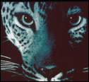 The Leopard