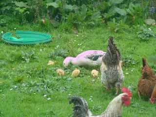 Photo Sharing and Video Hosting at Photobucket