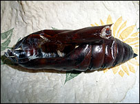 Chrysalis