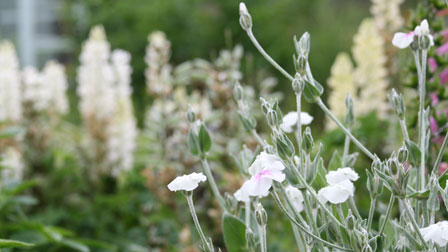 Lychnis coronaria 'Alba'