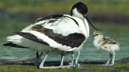 avocet.jpg