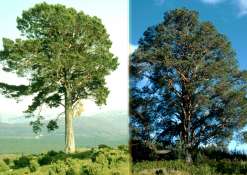 Examples of the Granny Pine Tree. © Michael Scott