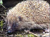 Hedgehog c/o PA Images