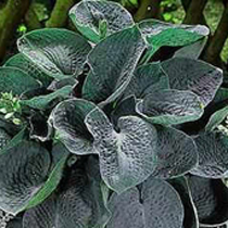 Hosta 'Big Daddy'