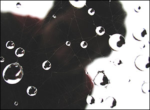 عکس از محمدرضا راشد