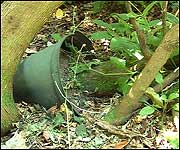 Plants have survived in their original pots