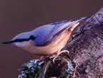 Nuthatch (BTO / courtesy of Tommy Holden)