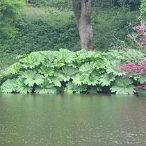 Gunnera manicata