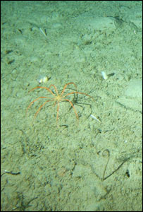 Images © Martin Riddle, Australian Antarctic 