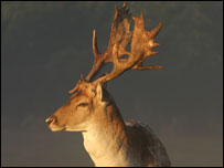 Fallow deer stag by Mike Taylor