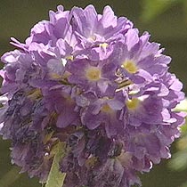Primula denticulata lilac