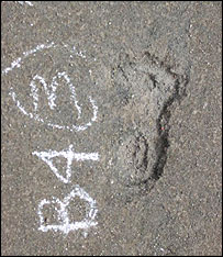 رد پای نخستين انسان در آمريکا