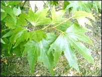 د پنجه چنار پاڼې