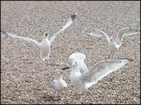 Gulls on Aldeburgh beach