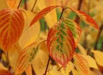 Cornus alba 'Aurea'