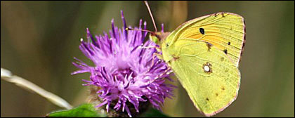 butterfly brminstone copyright Kate Tomlinson