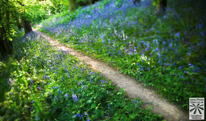 Bluebells by Jonathon Watkins. All right reserved. No re use without permission