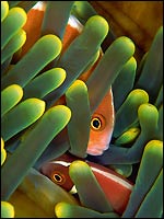 Hiding anemonefish