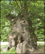 Ancient oak tree