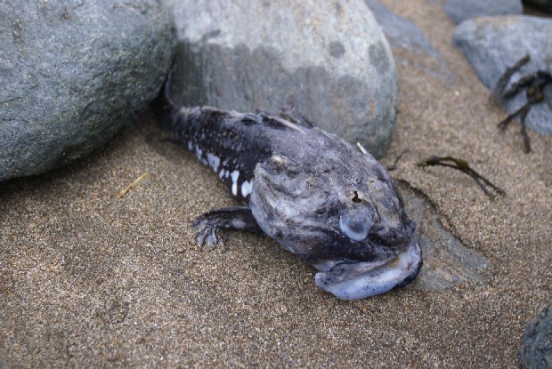 Is it a rare prehistoric species?