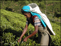 Tea estate worker