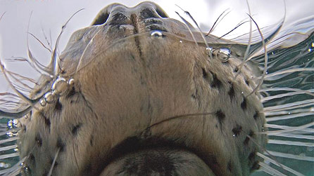 seal_closeup.jpg