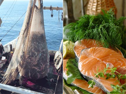 First half: Boat showing large catch of fish in net: Second half: Raw salmon on bed of herbs