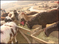 خوراکه مواشی در سرما