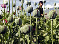 چاقاق کوکنار