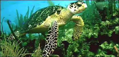 کيشپ په سيند کې