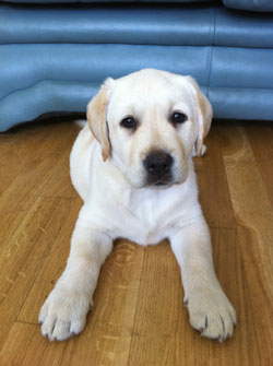 The house-trained Eddie Mair