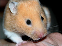 Hamster