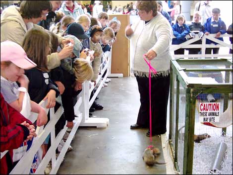Woman, ferret and crowd 470